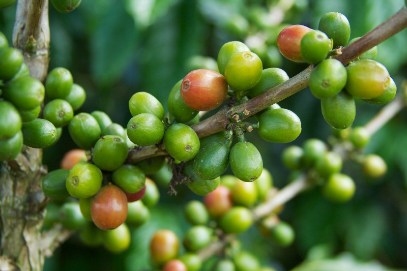 columbian-coffee-beans-expresso-office-coffee